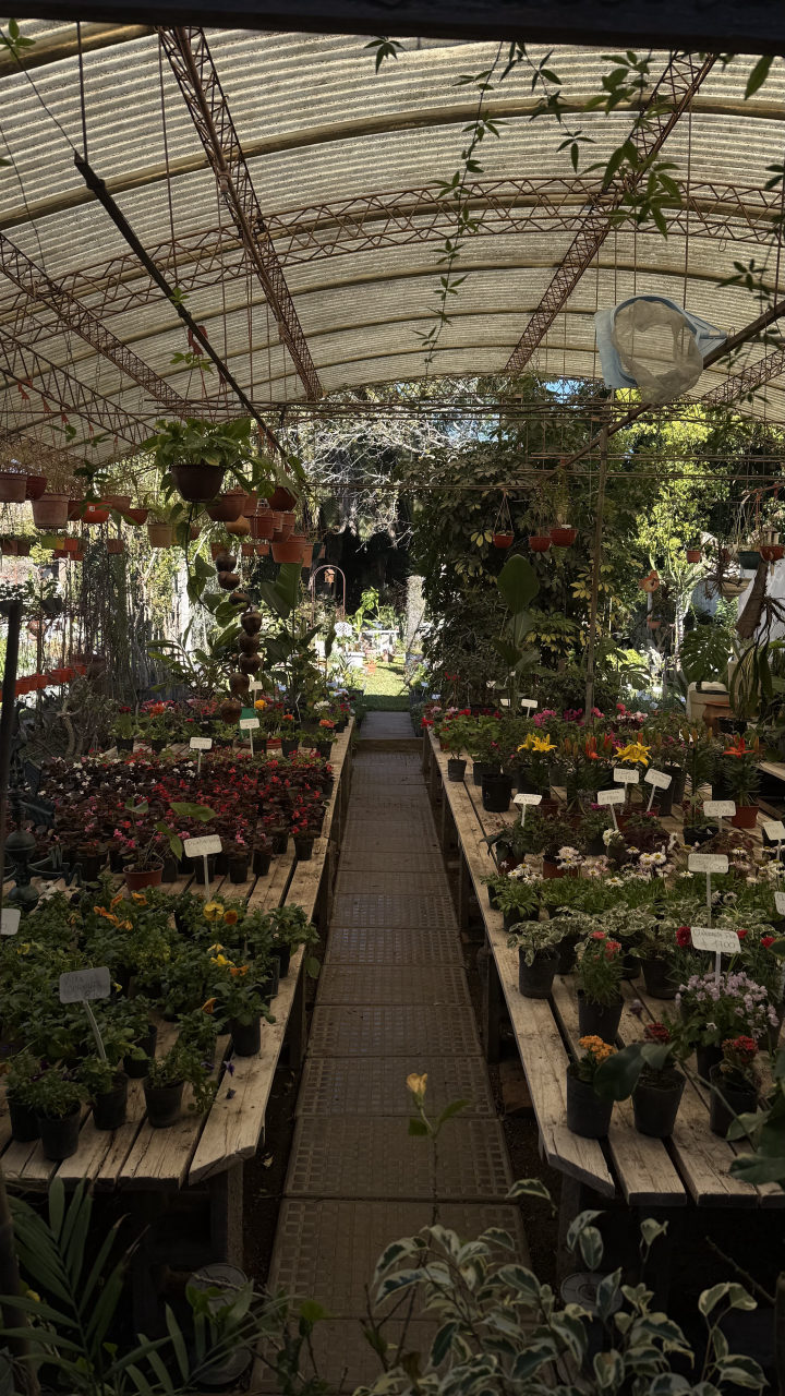 Pasillo central de un invernadero del vivero, con mesas a ambos lados llenas de flores de estación como lilium y begonias
